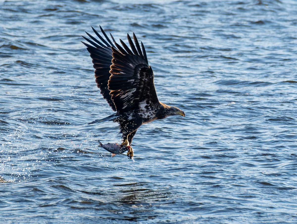 Bald Eagle - ML646379715