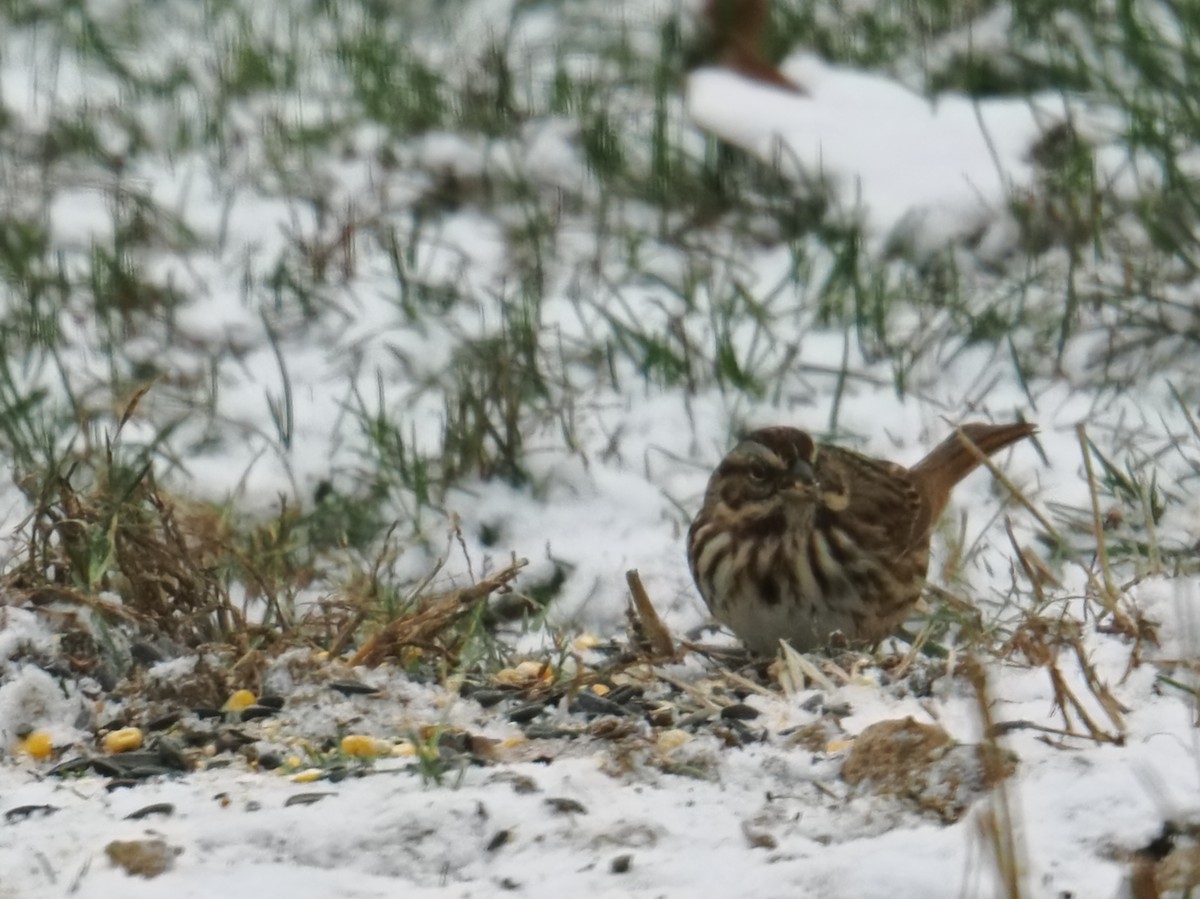 Song Sparrow - ML646379717