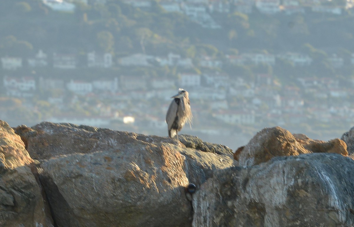 Great Blue Heron - ML646379718
