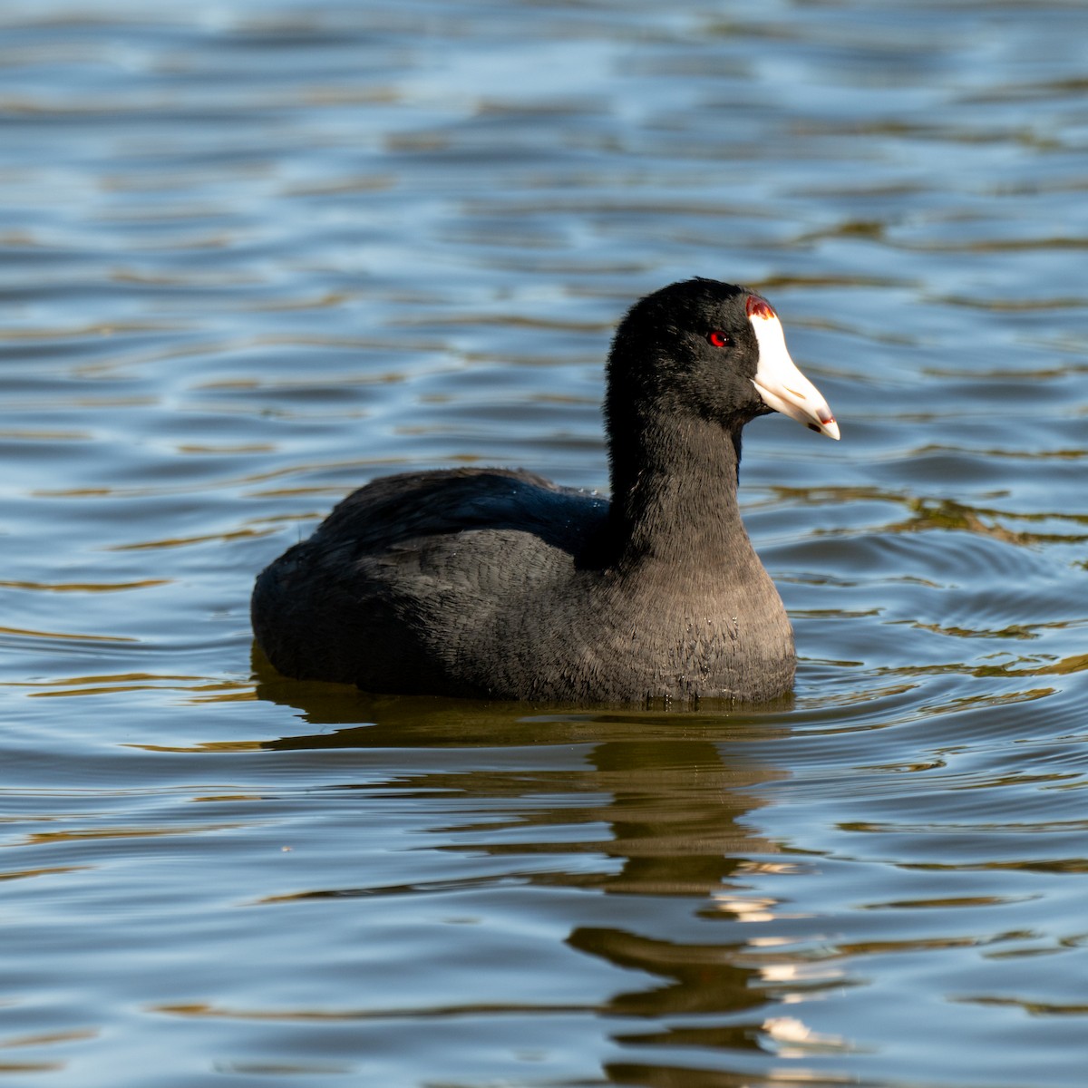 American Coot - ML646379719