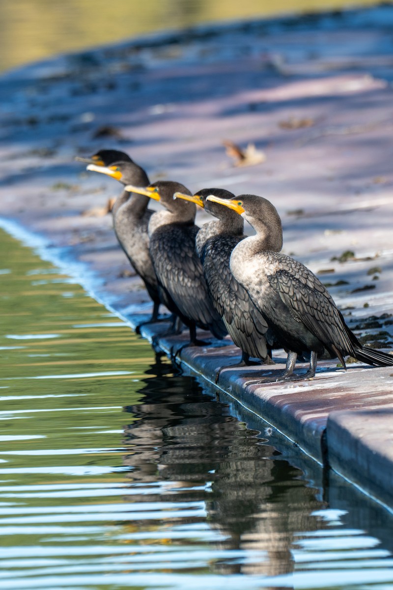 Double-crested Cormorant - ML646379720