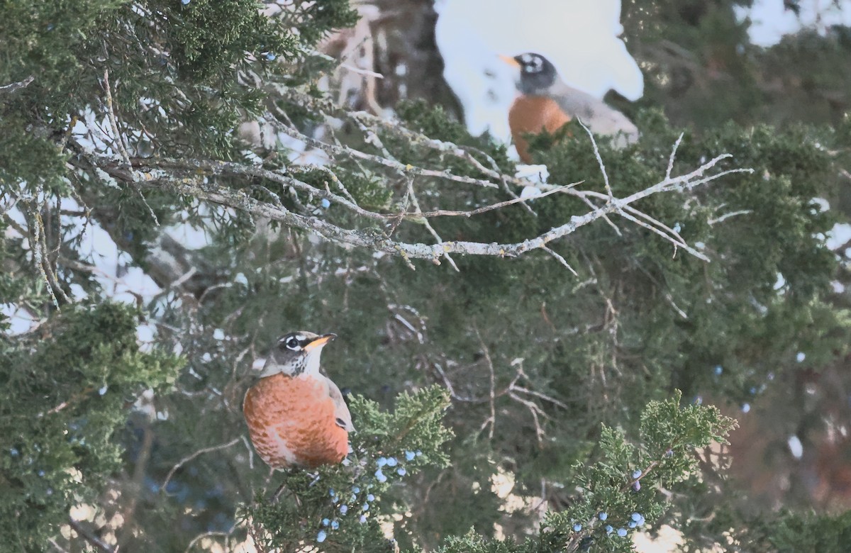 American Robin - ML646379721