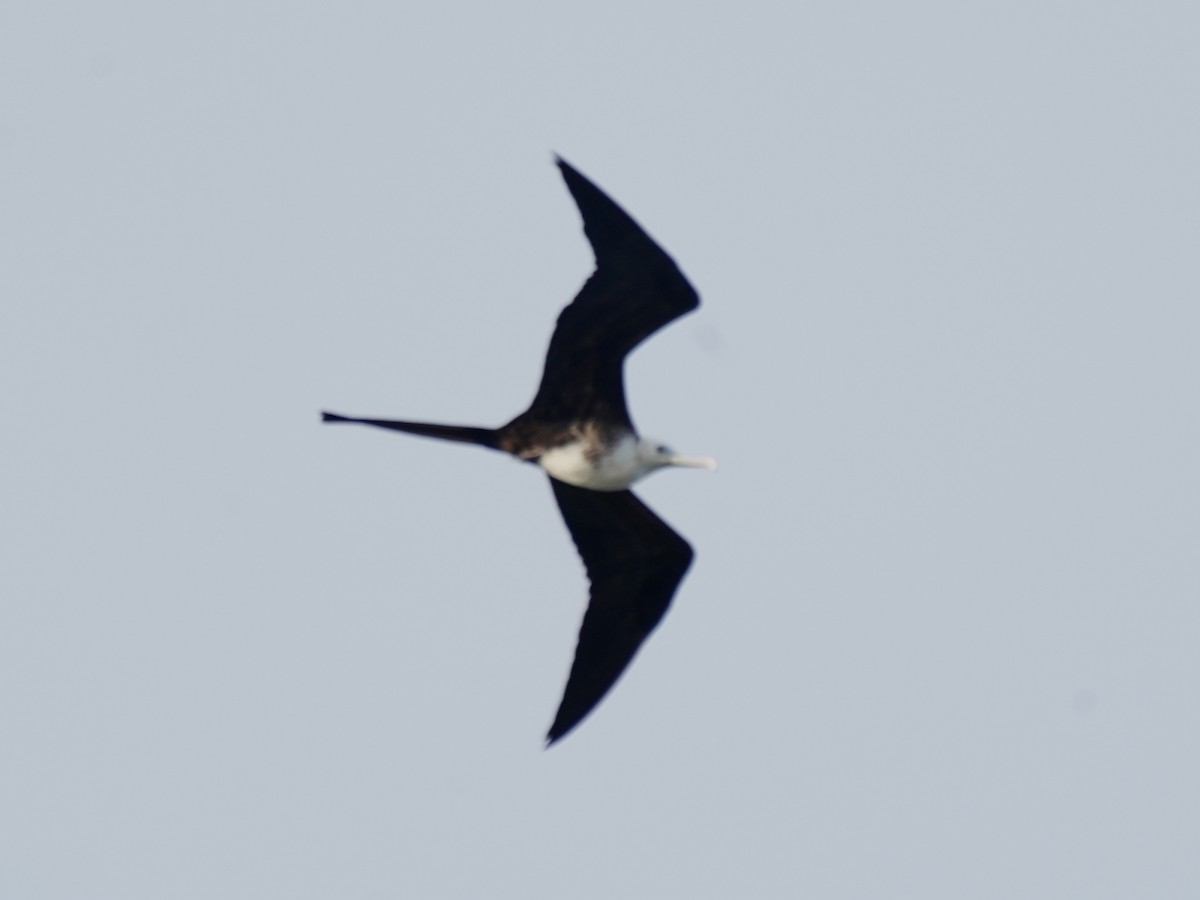 Magnificent Frigatebird - ML646379722