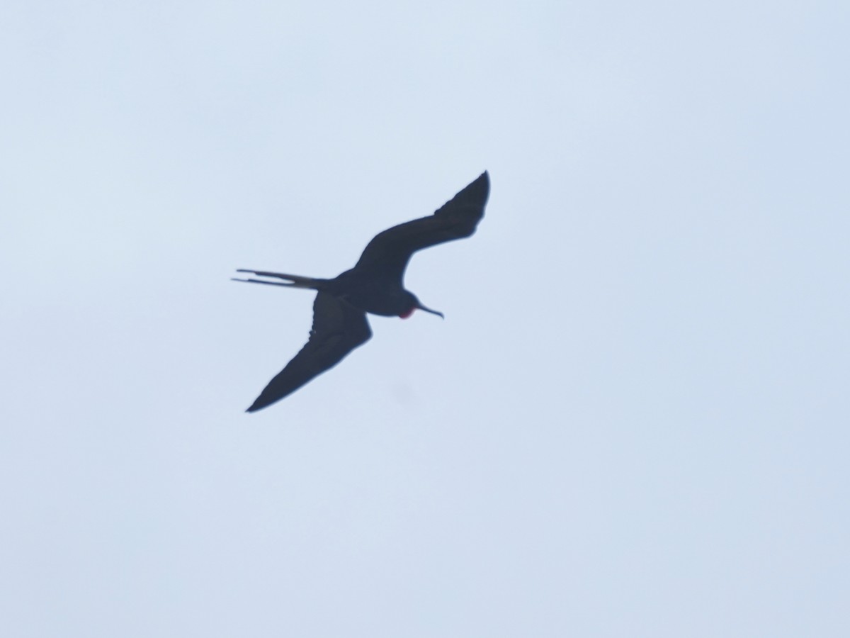 Magnificent Frigatebird - ML646379723