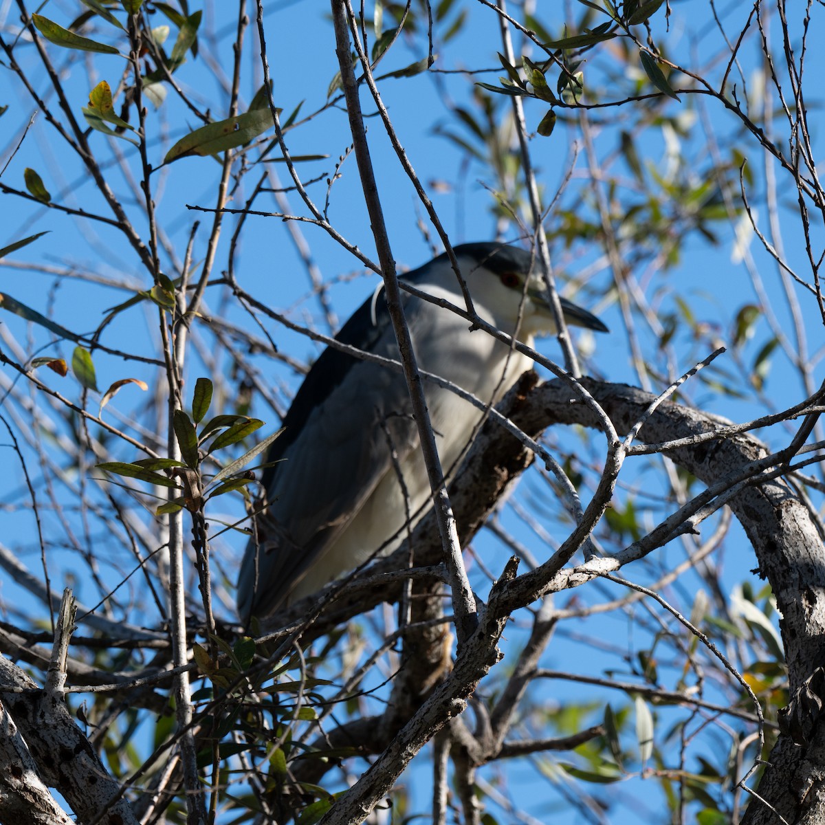 Black-crowned Night Heron - ML646379724