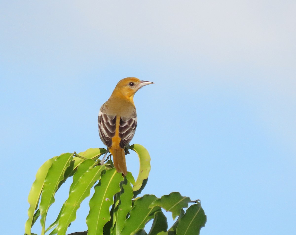 Baltimore Oriole - ML646379725