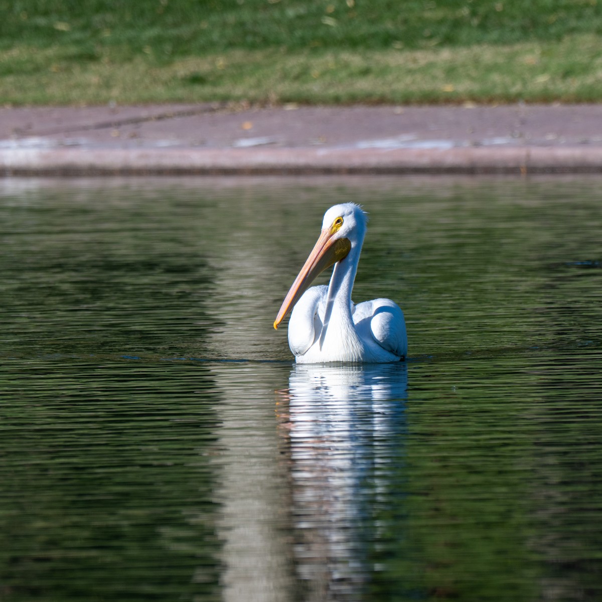 Amerika Pelikanı - ML646379726