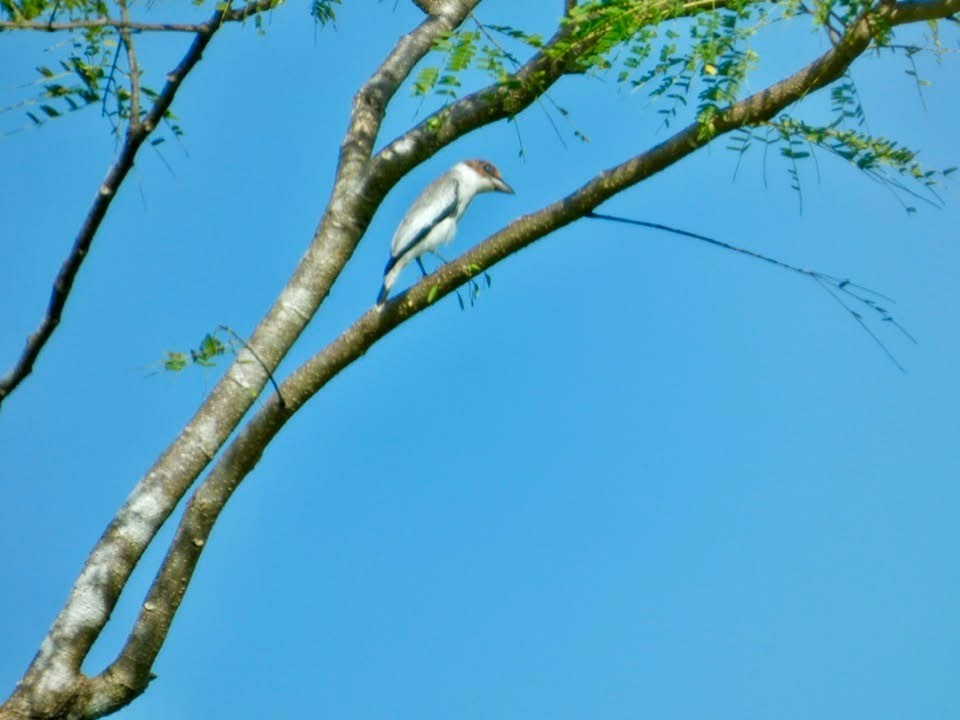 Black-crowned Tityra - ML646379727