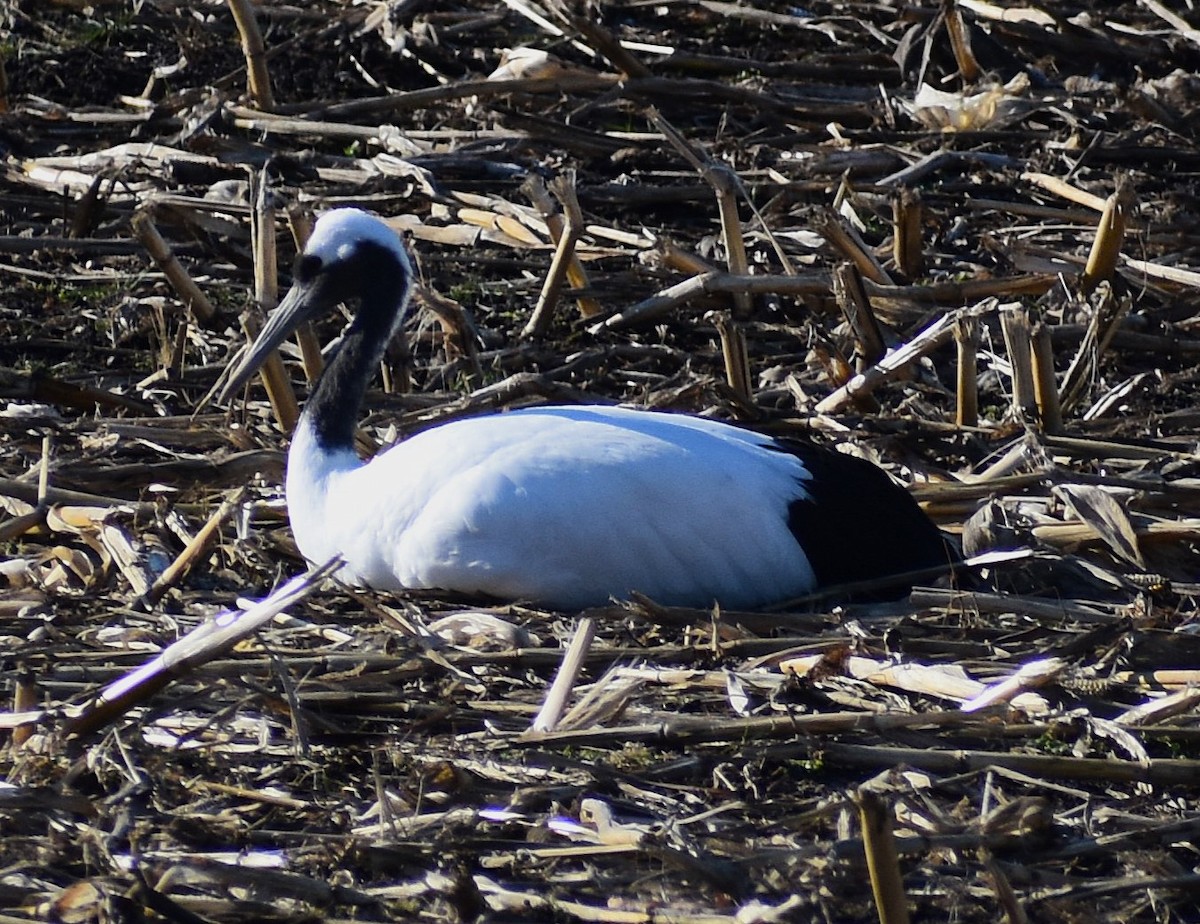 Red-crowned Crane - ML646379728