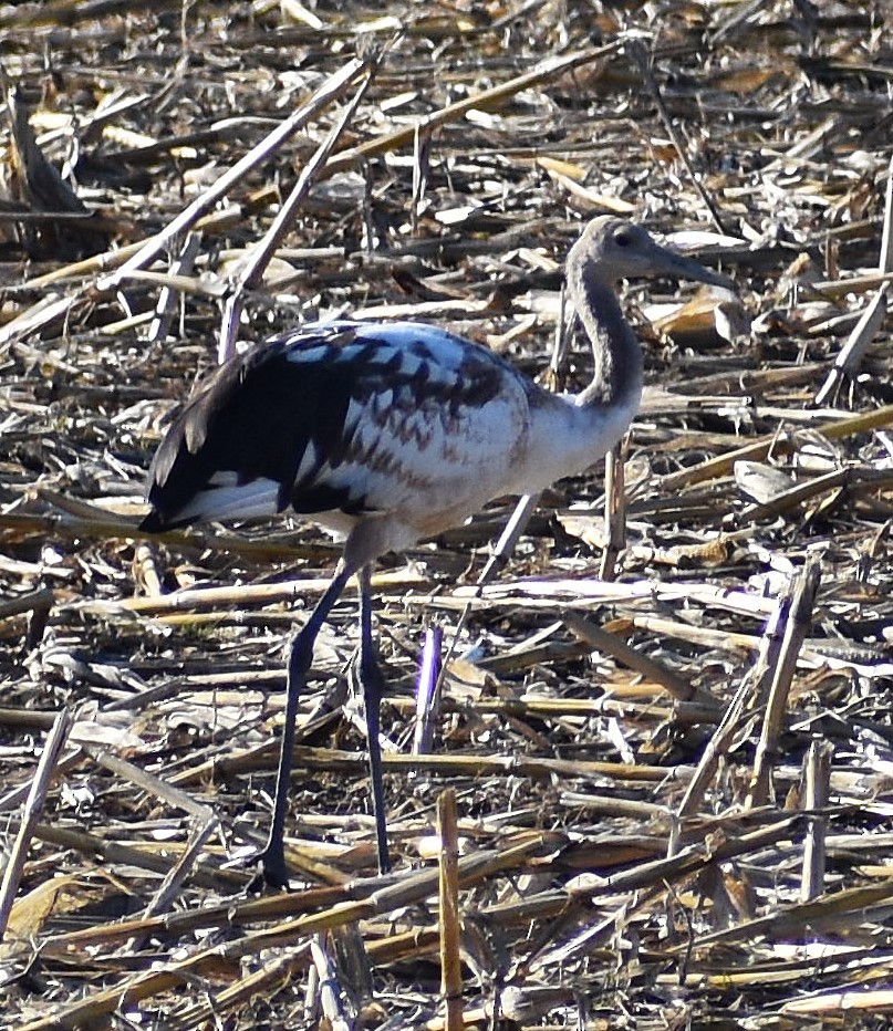Red-crowned Crane - ML646379729