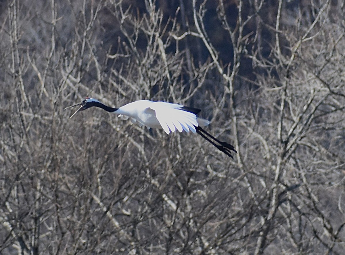 Red-crowned Crane - ML646379730