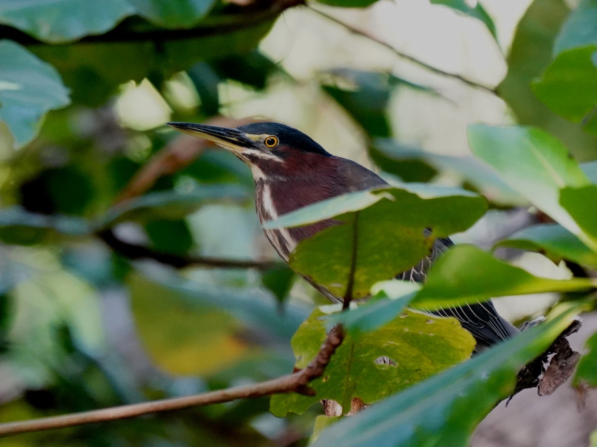 Green Heron - ML646379732