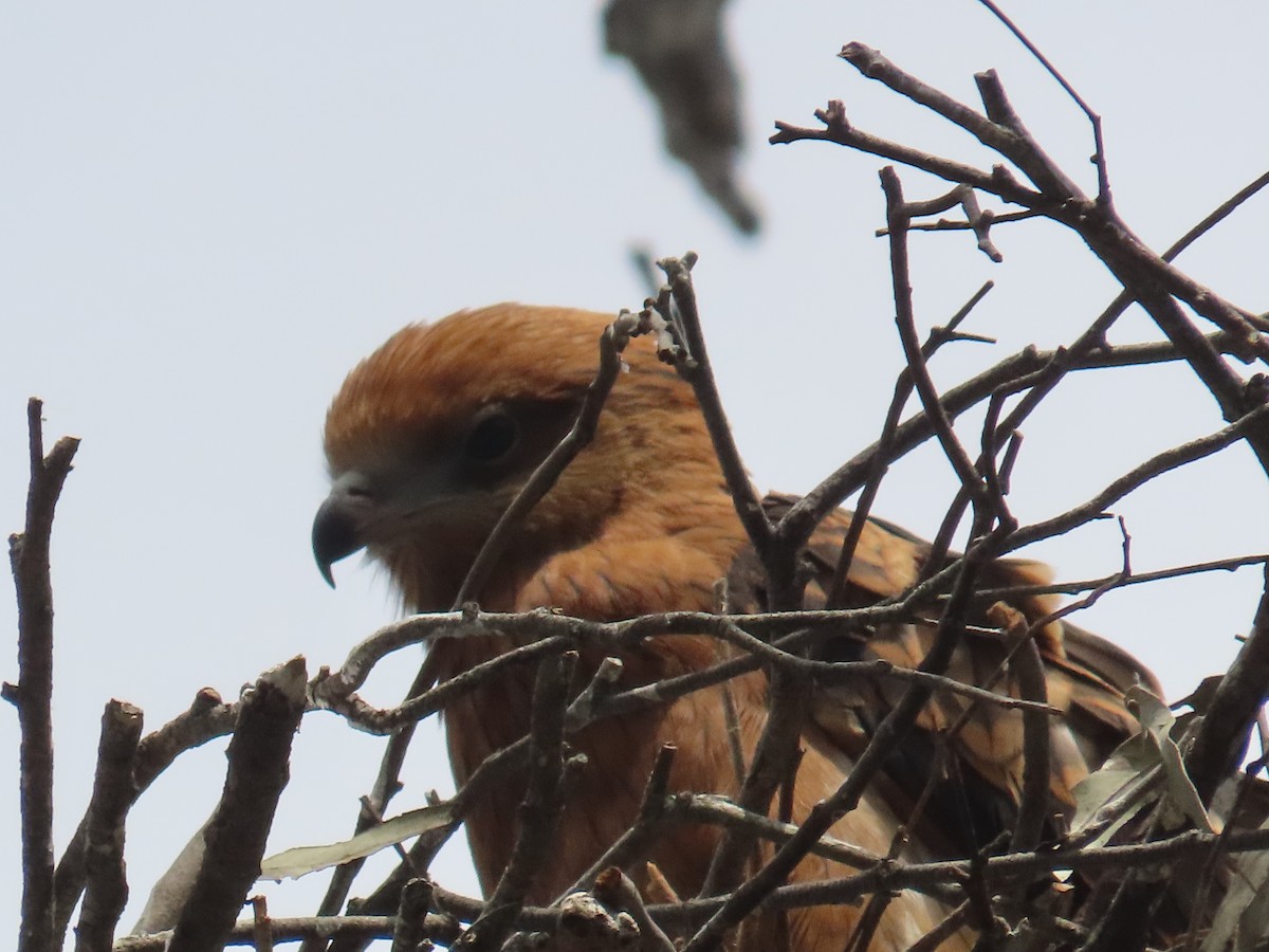 Square-tailed Kite - ML646379734