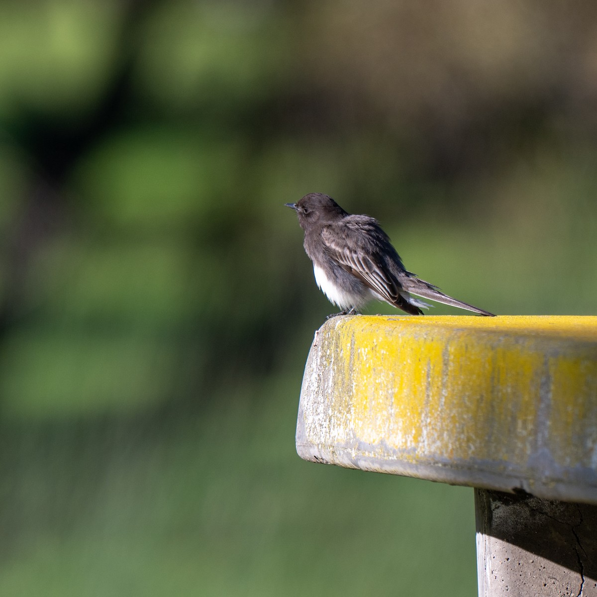 Black Phoebe - ML646379735