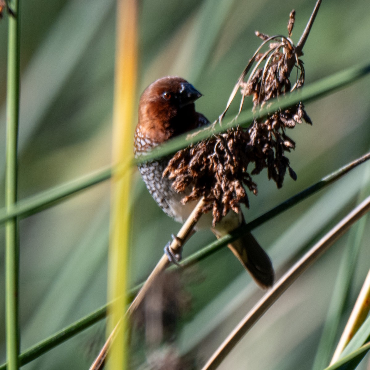 Scaly-breasted Munia - ML646379736