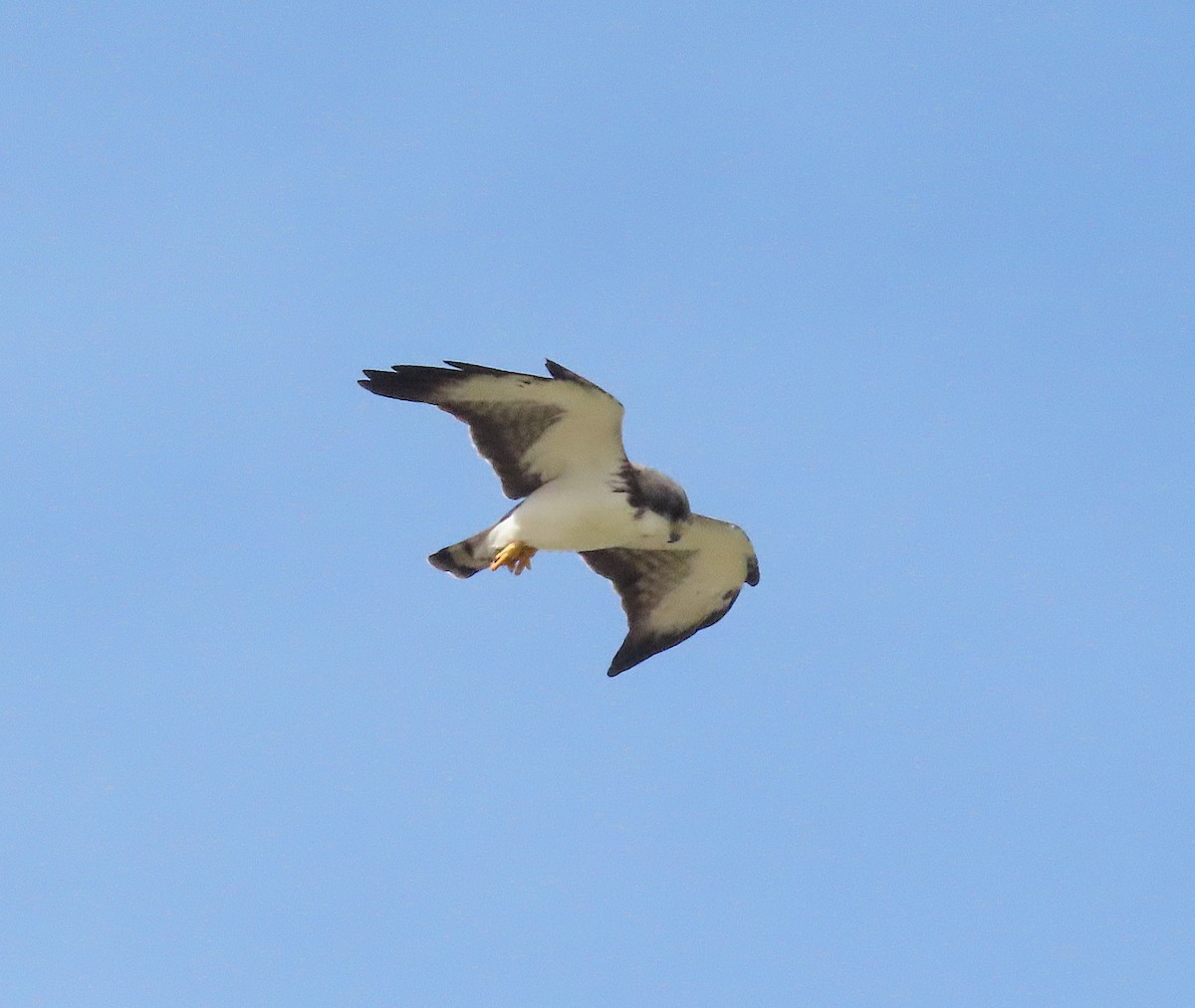 Short-tailed Hawk - ML646379737