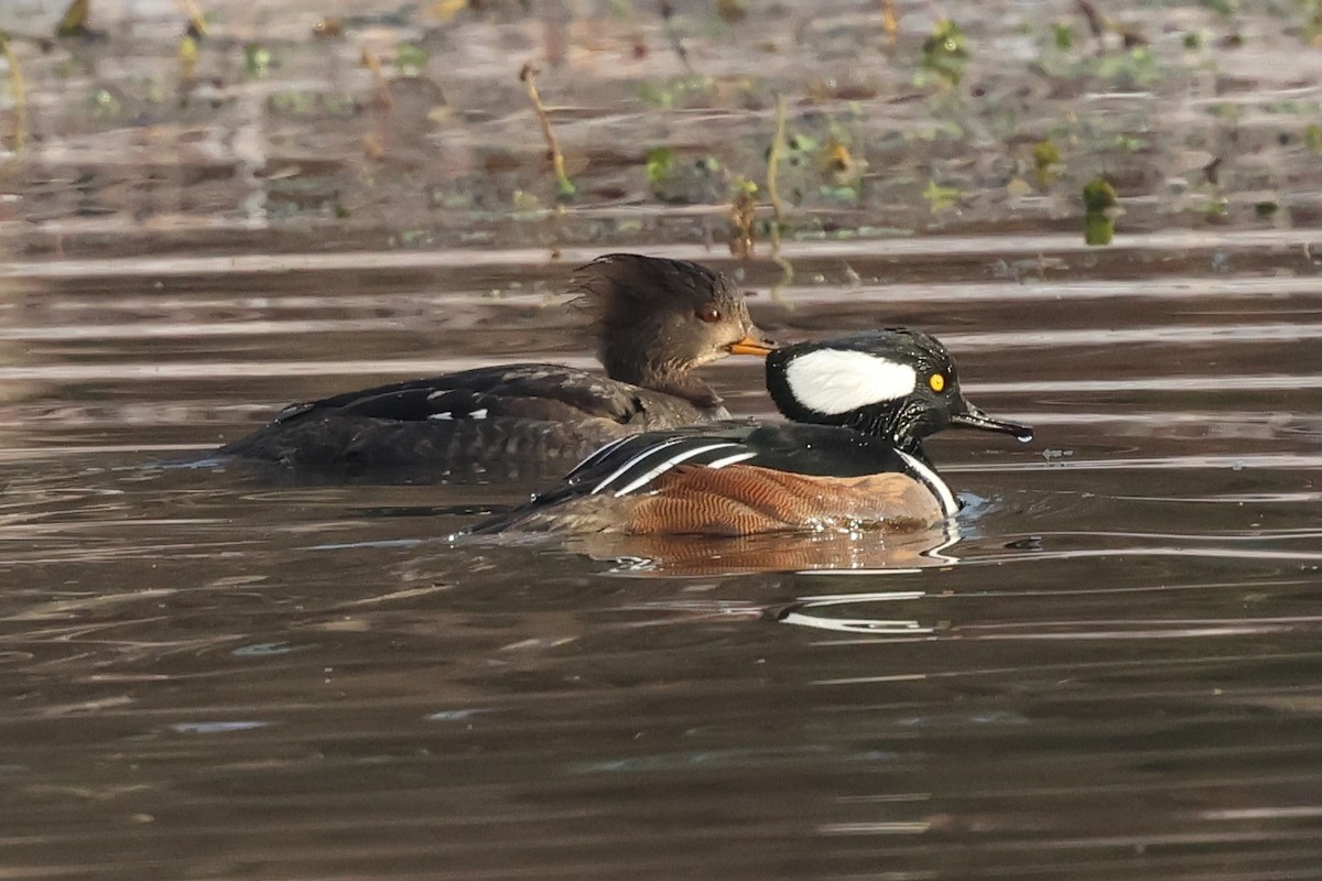 Kappensäger - ML646379738