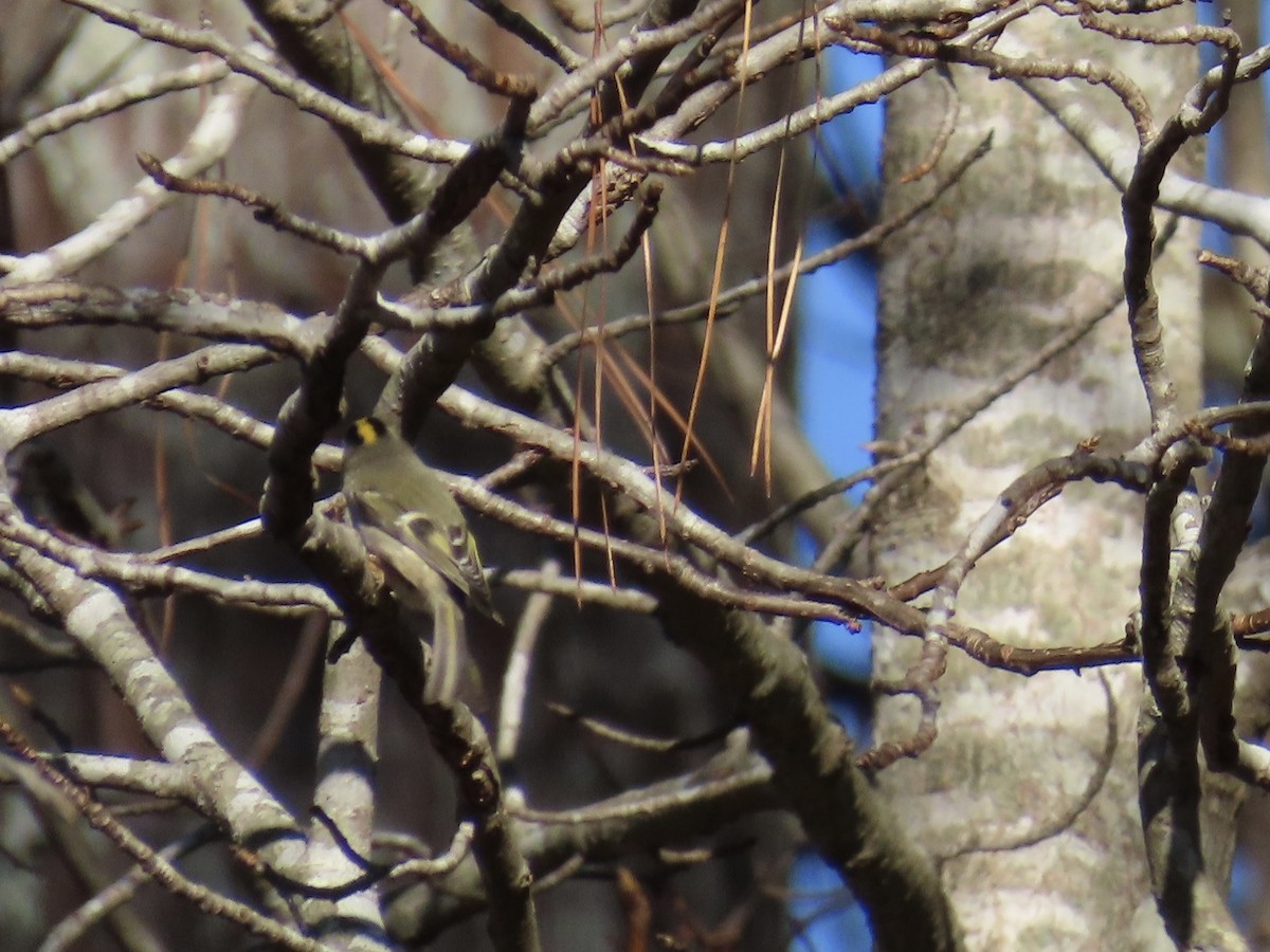 Golden-crowned Kinglet - ML646379741