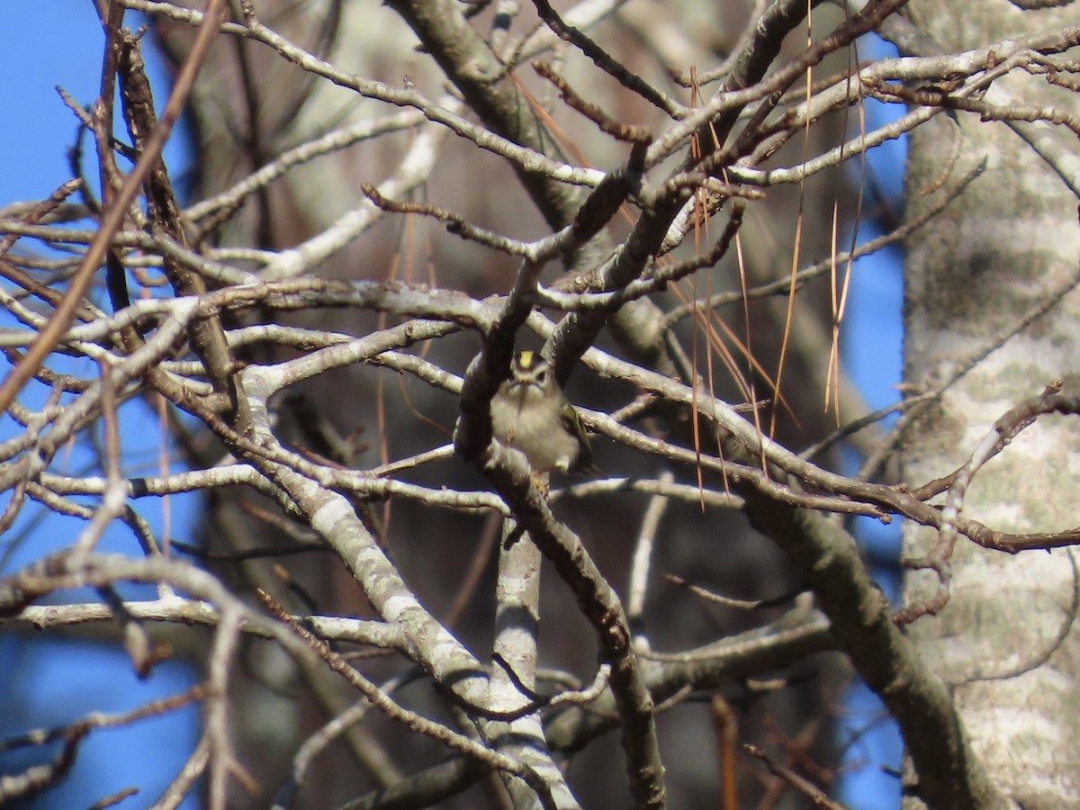 Golden-crowned Kinglet - ML646379742