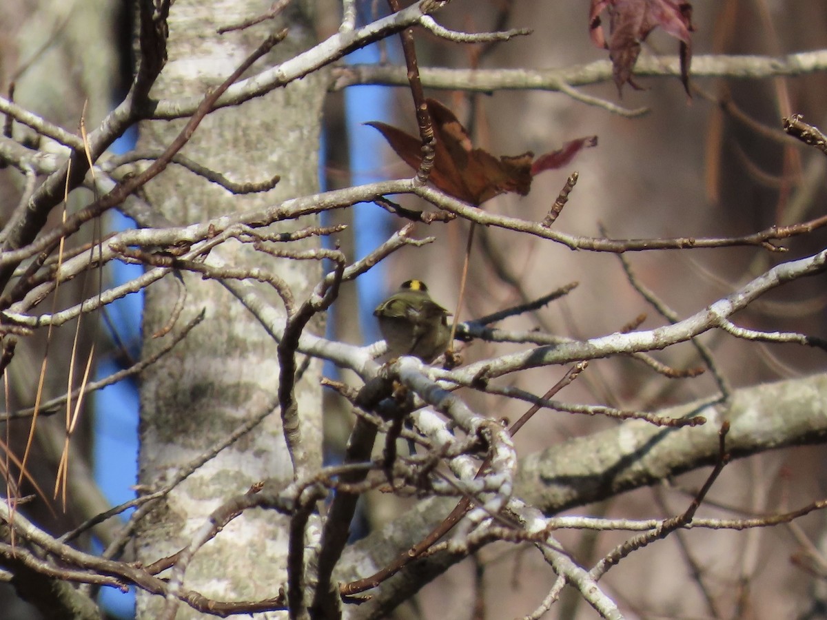 Golden-crowned Kinglet - ML646379743