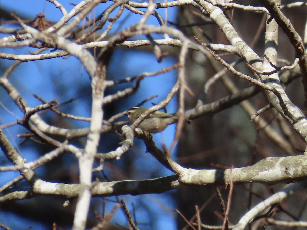 Golden-crowned Kinglet - ML646379744