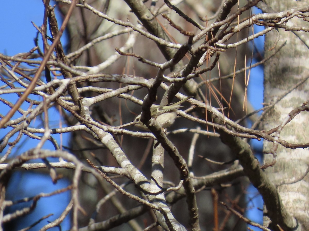 Golden-crowned Kinglet - ML646379745