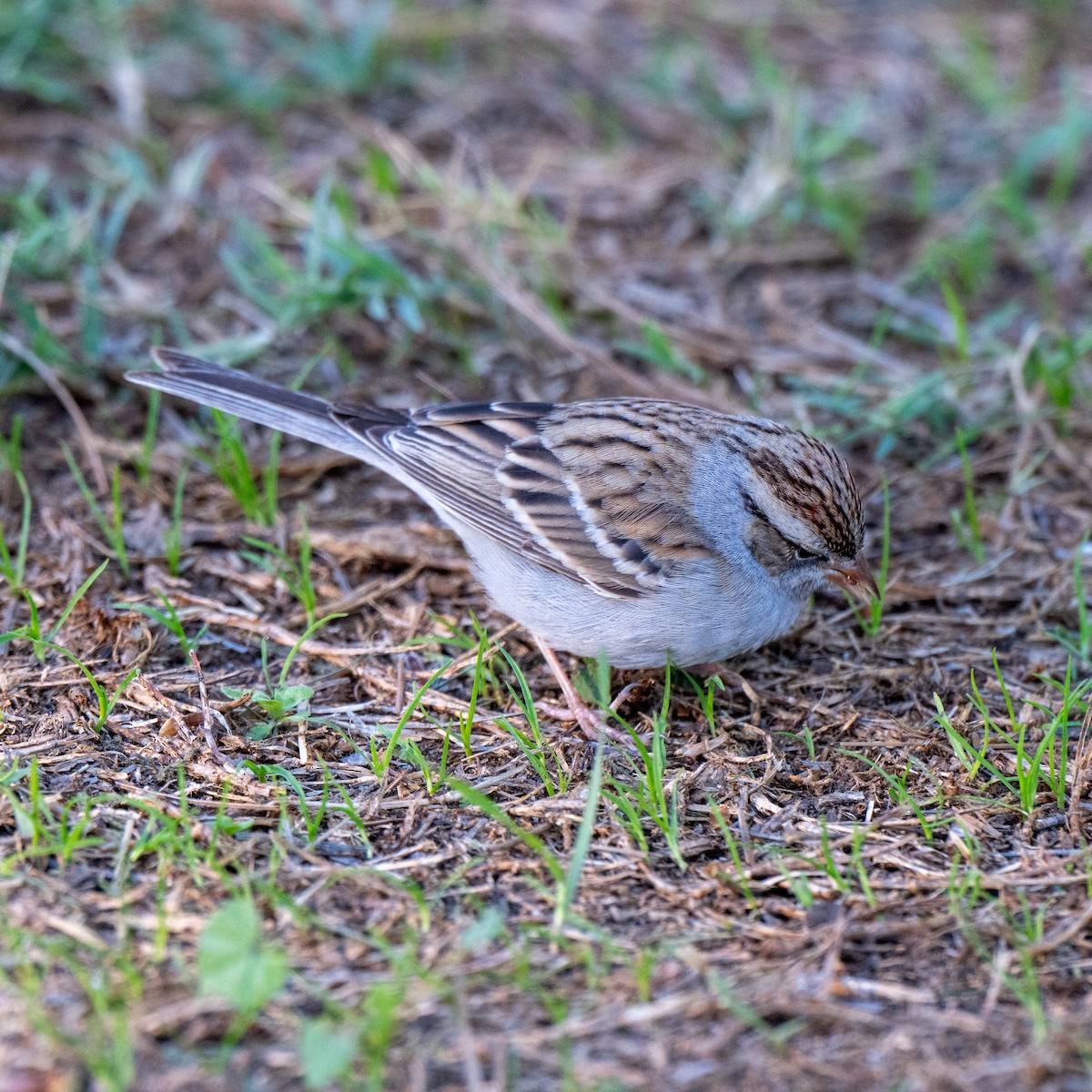 Chipping Sparrow - ML646379746