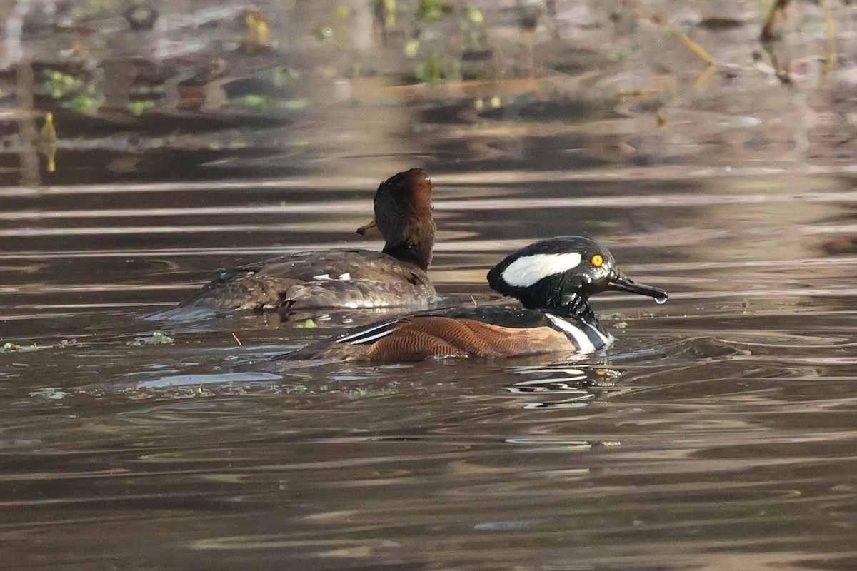 Kappensäger - ML646379747