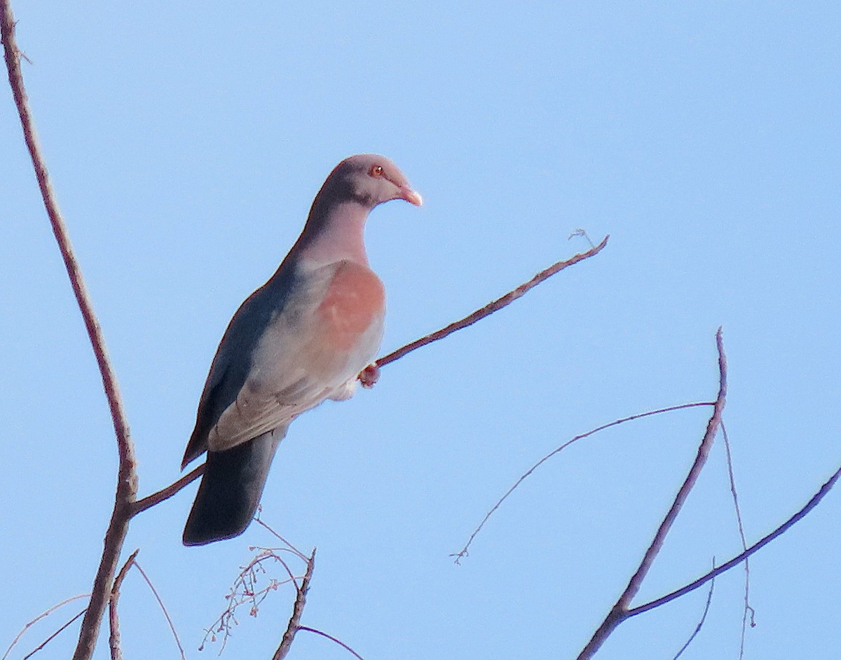 Sarı Gagalı Kızılca Güvercin - ML646379748