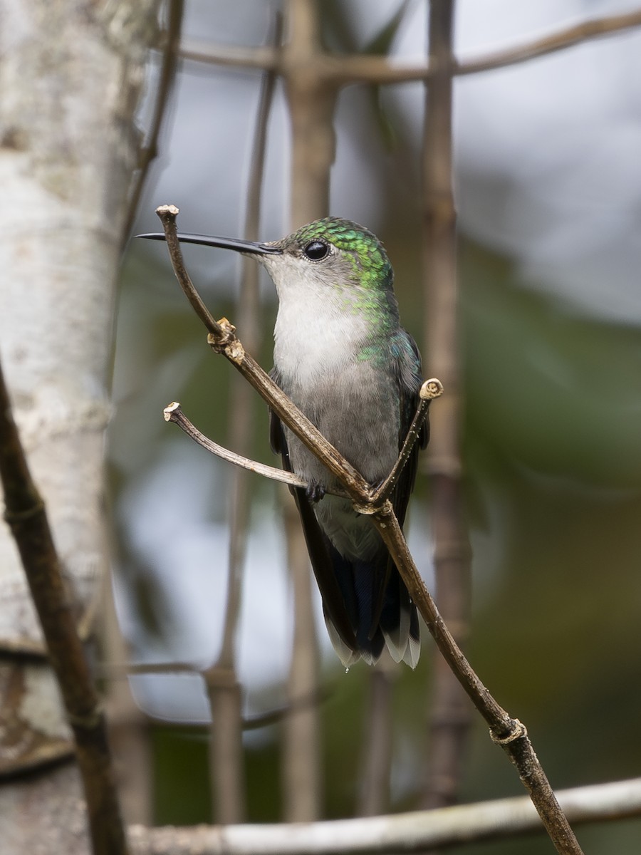 Bronze-tailed Plumeleteer - ML646379749