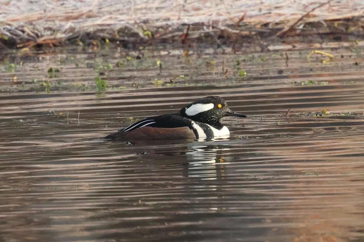 Kappensäger - ML646379753