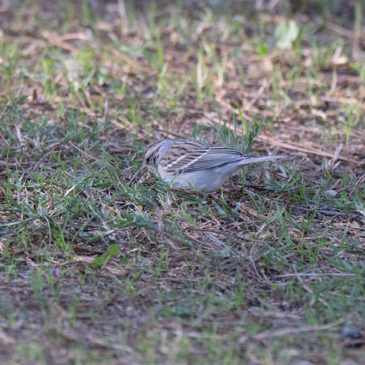 Chipping Sparrow - ML646379754