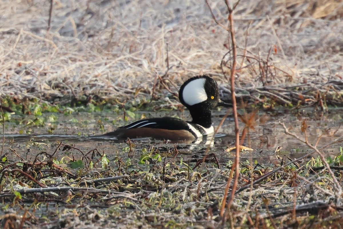 Kappensäger - ML646379755