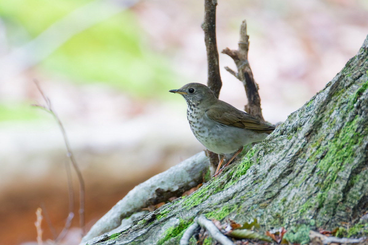 Gray-cheeked Thrush - ML646379757