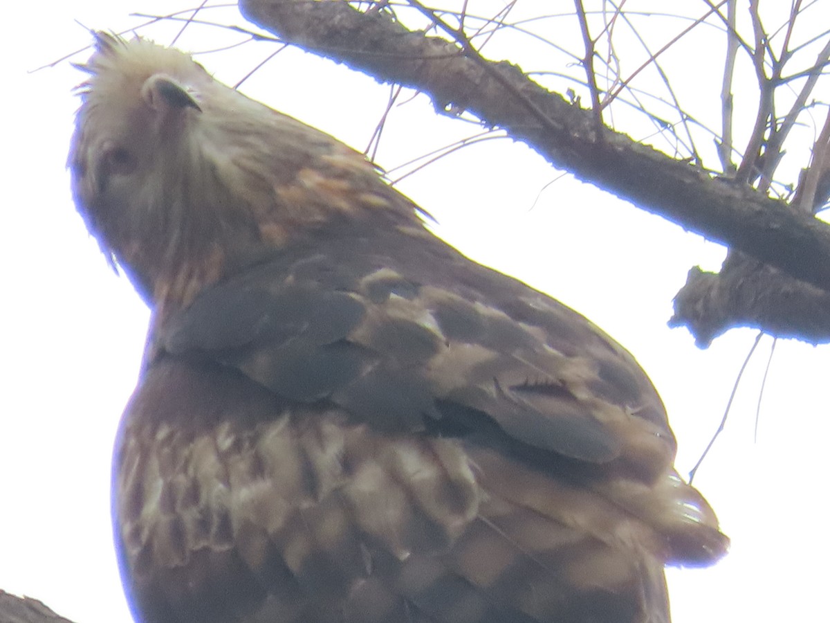 Square-tailed Kite - ML646379758