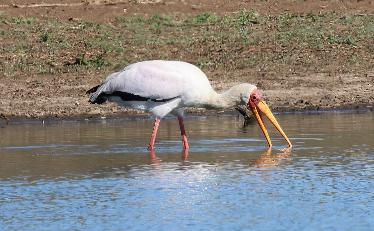 Yellow-billed Stork - ML646379760