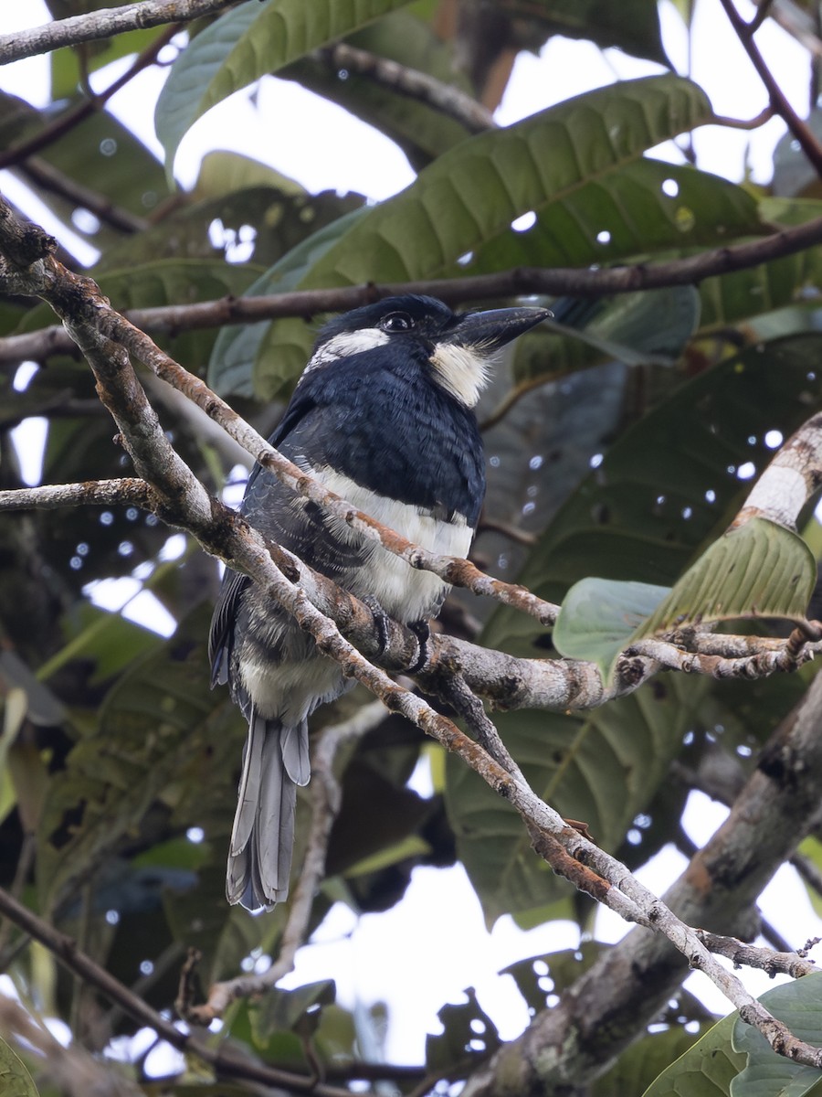 Black-breasted Puffbird - ML646379761