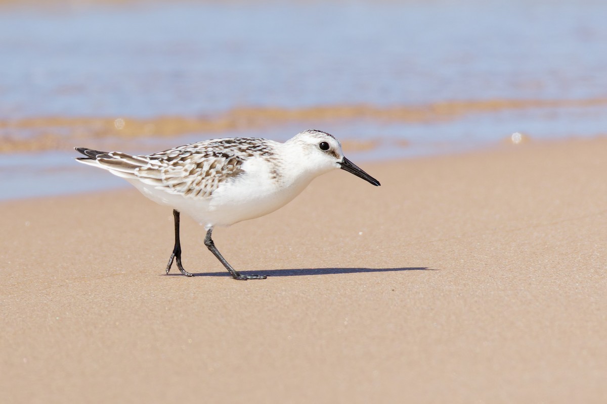 Sanderling - ML646379763