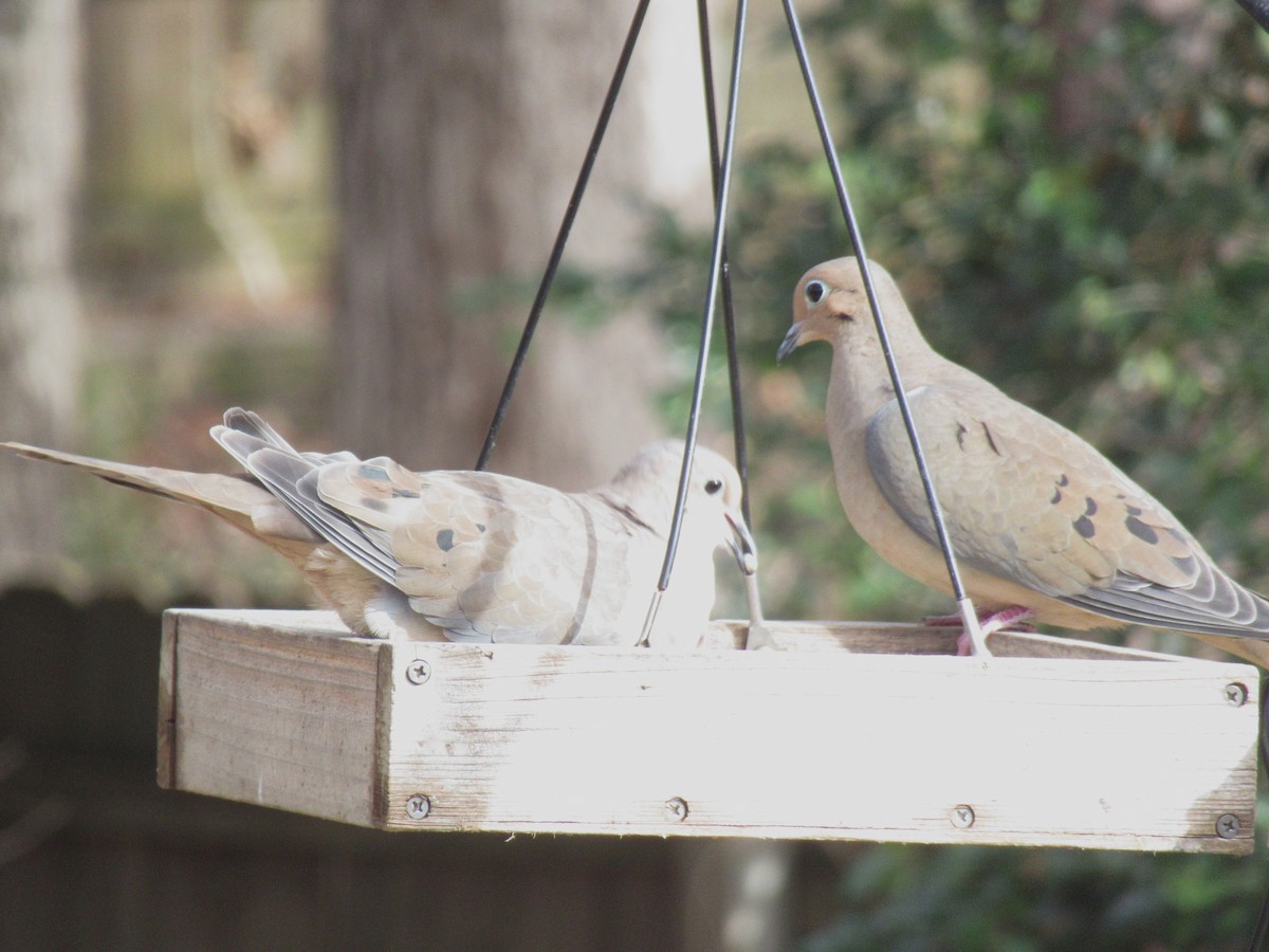 Mourning Dove - ML646379764
