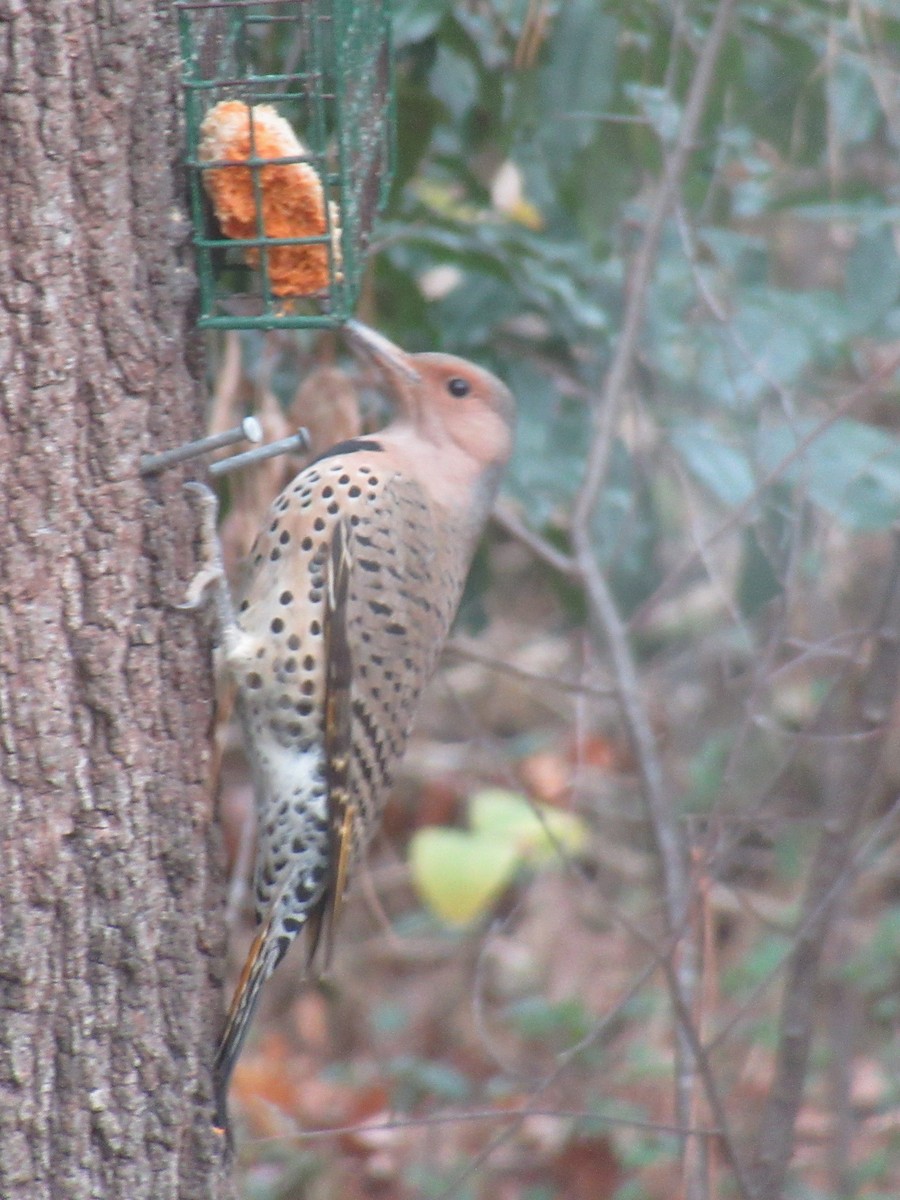 Northern Flicker - ML646379766