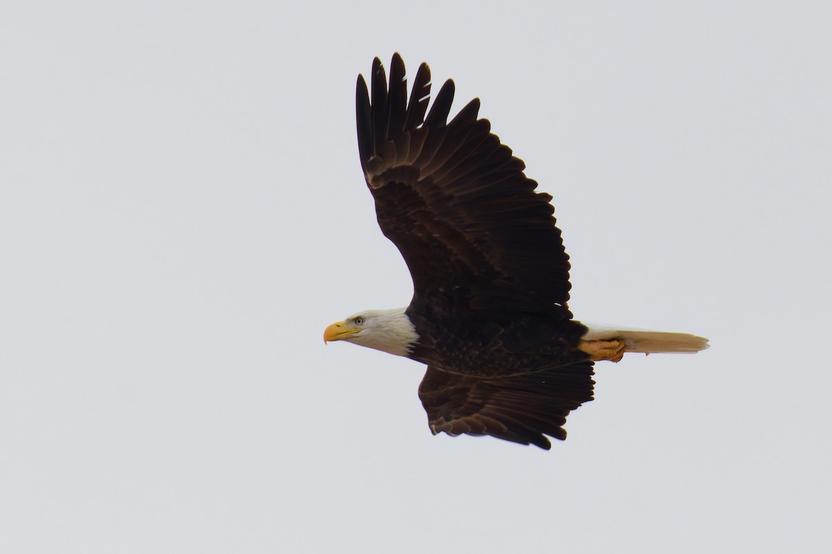 Bald Eagle - ML646379767