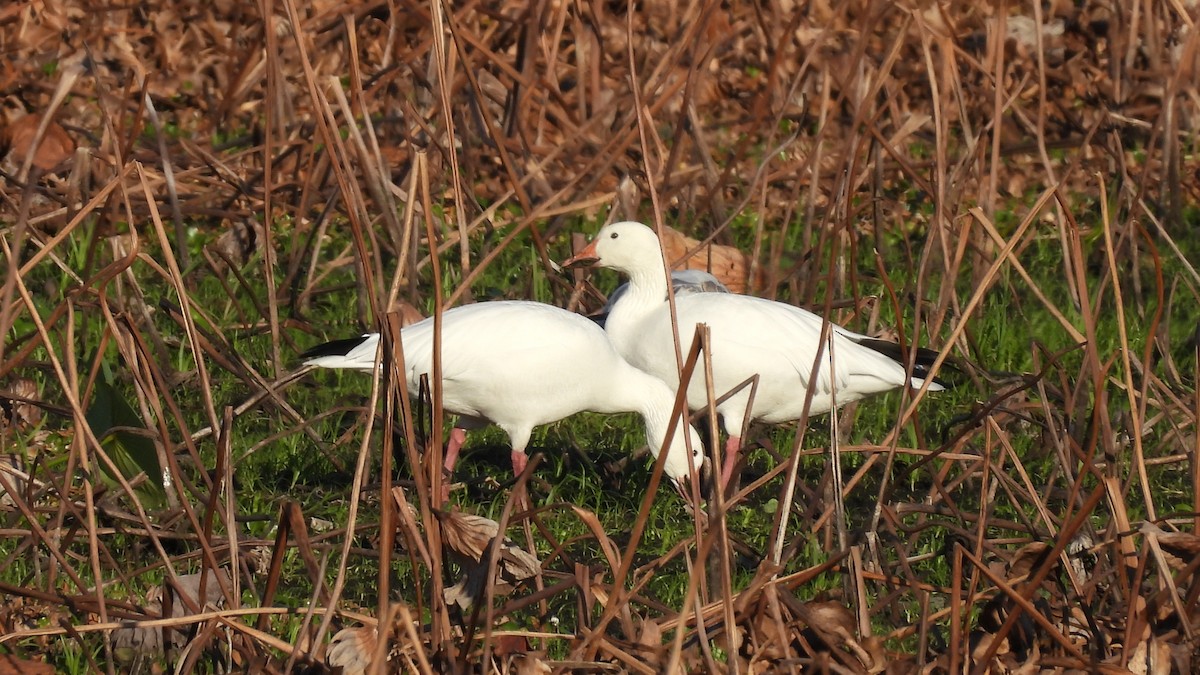 Snow Goose - ML646379768