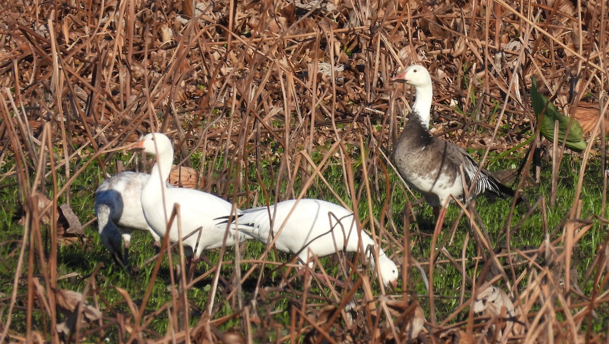 Snow Goose - ML646379769