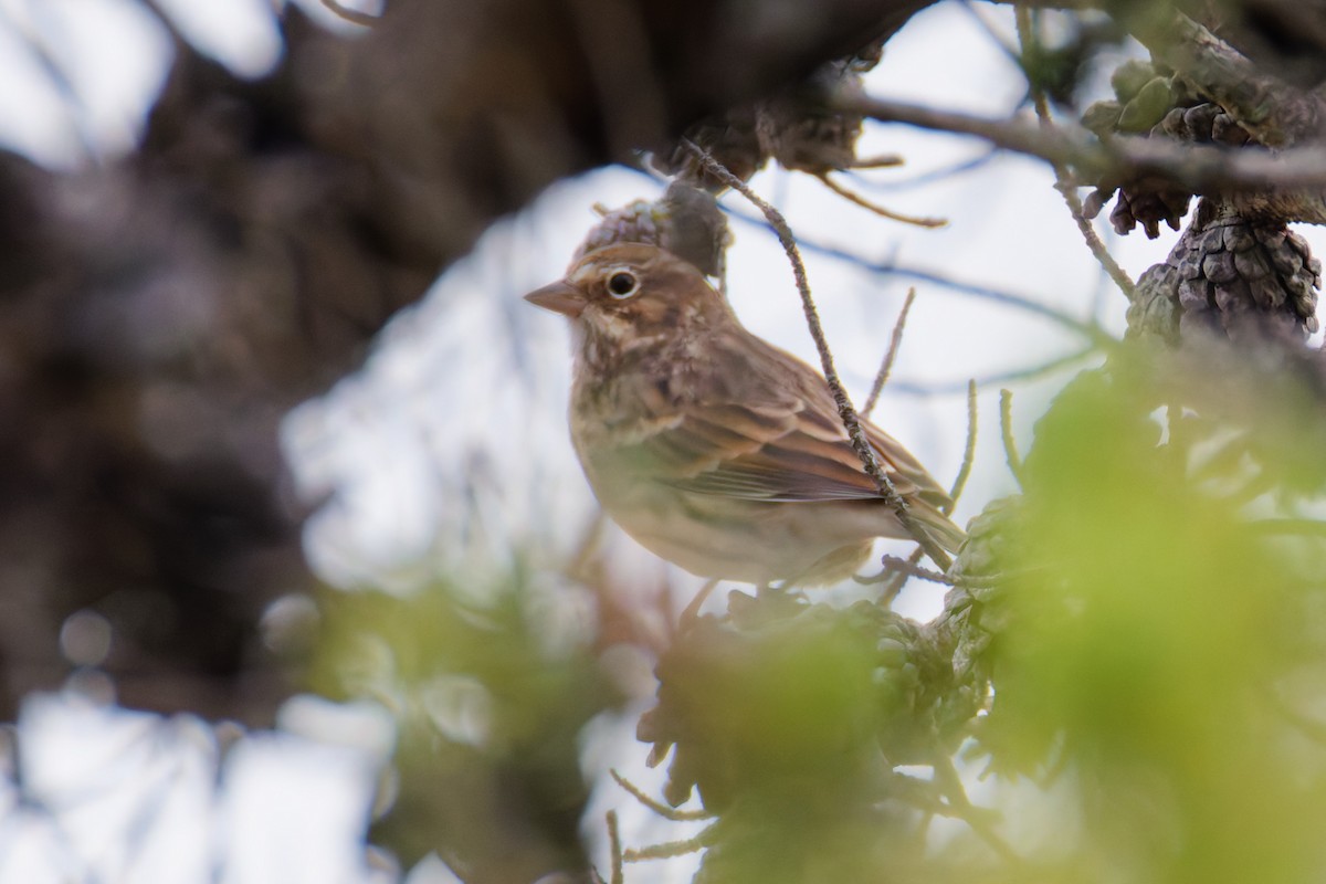 Vesper Sparrow - ML646379771