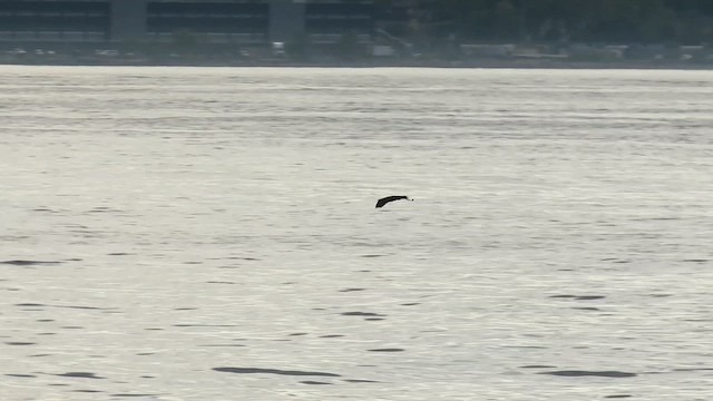 Double-crested Cormorant - ML646379773