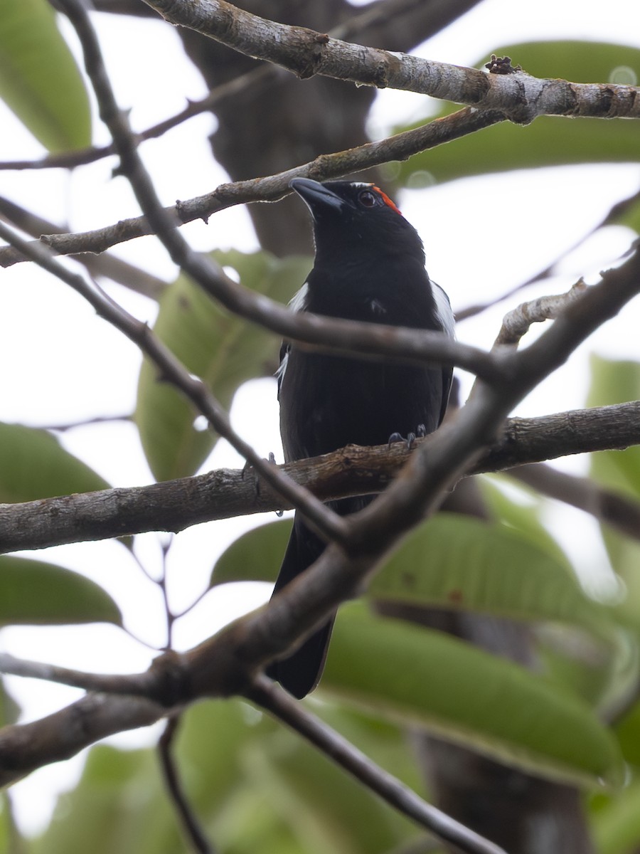Scarlet-browed Tanager - ML646379774