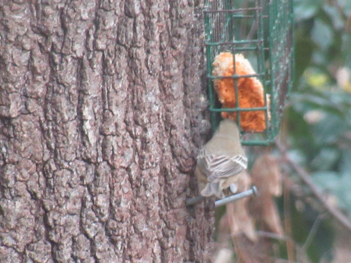 Pine Warbler - ML646379776