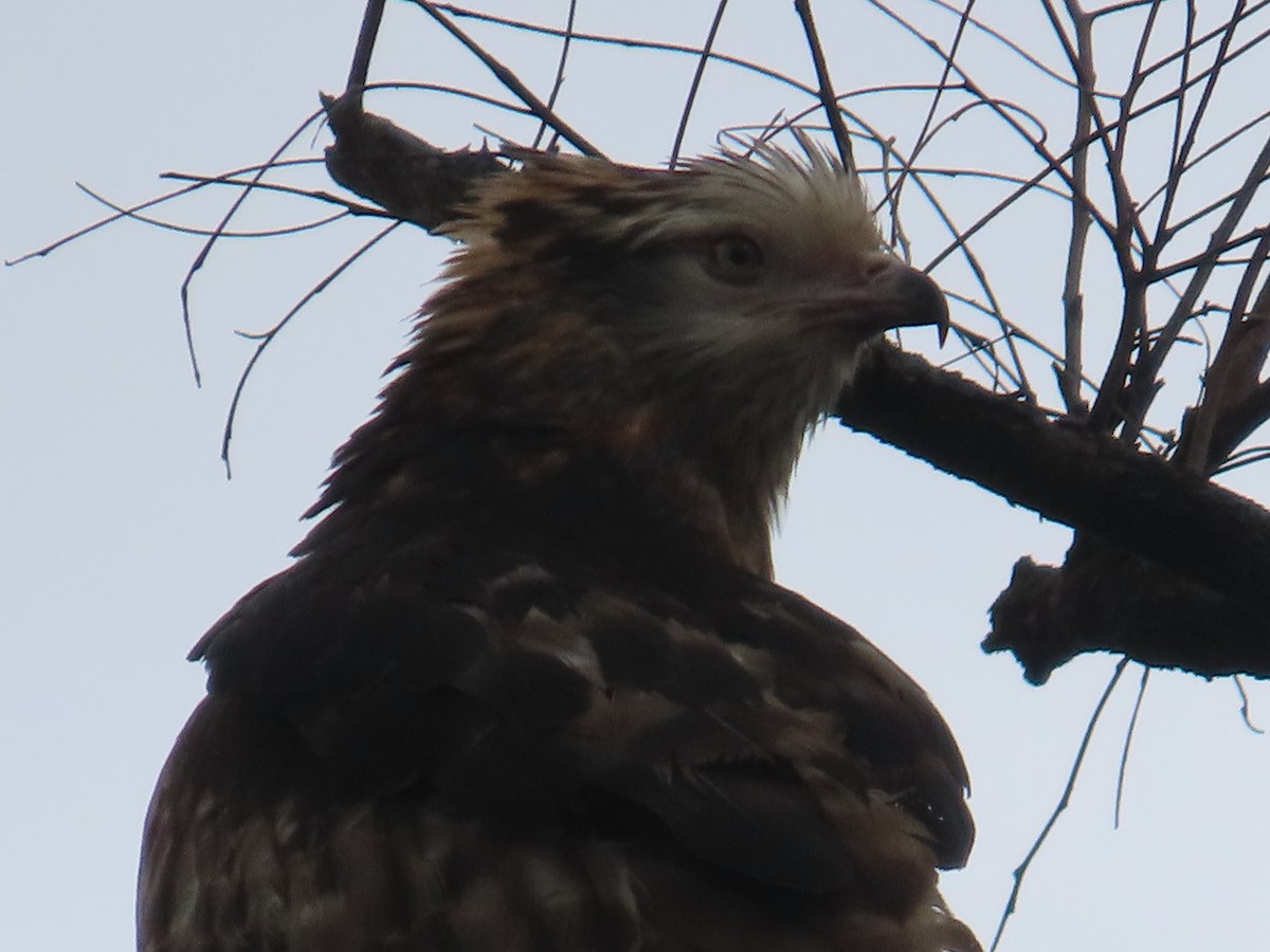 Square-tailed Kite - ML646379777