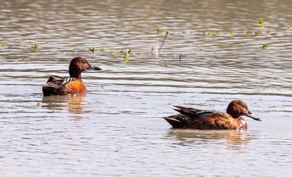 Cinnamon Teal - ML646379778