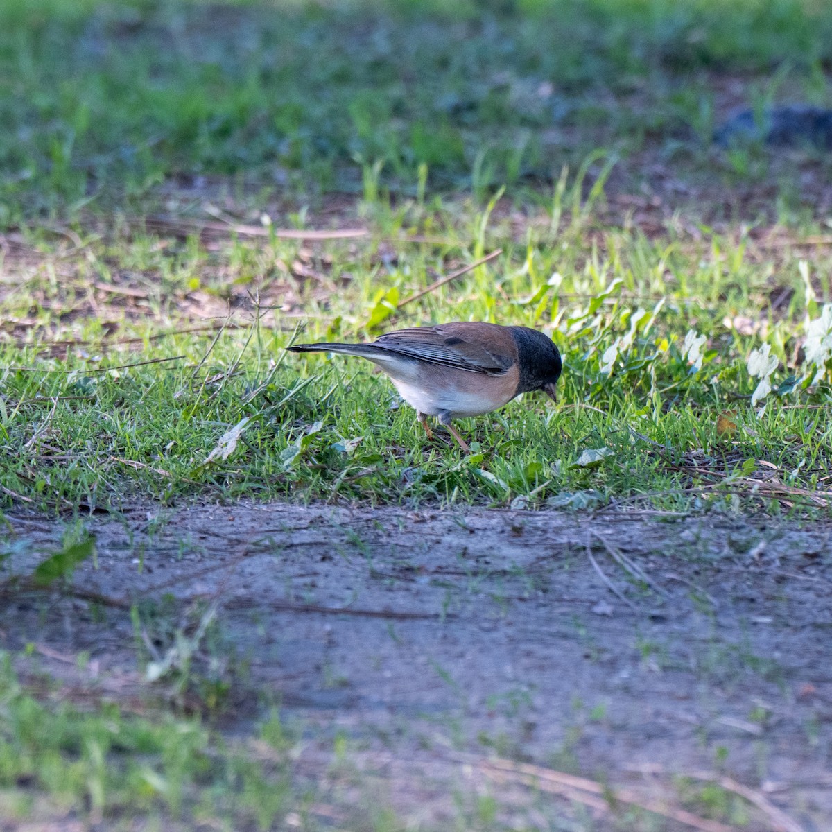 Dark-eyed Junco - ML646379779